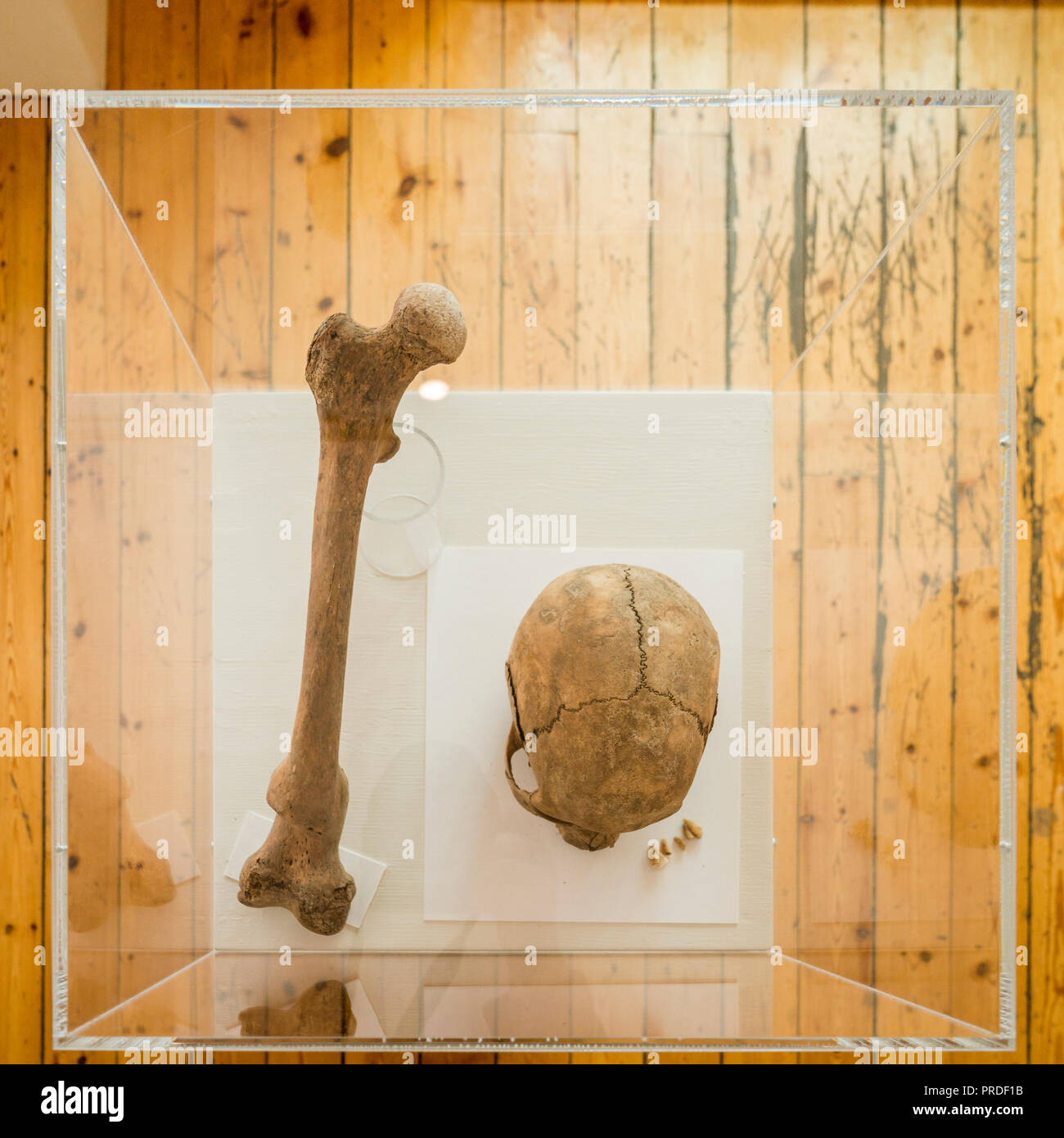 Menschliche Überreste auf Anzeige an Skriduklaustur, Ost Island. Stockfoto