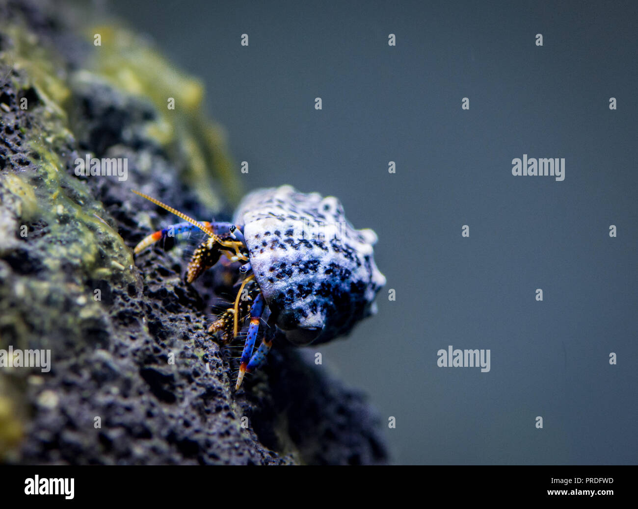 Einsiedlerkrebs in Brackwasser Tank Stockfoto