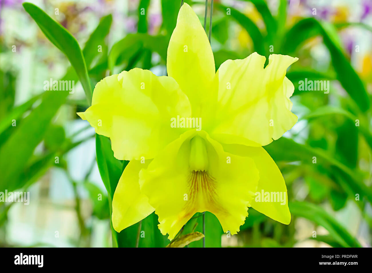 Cattleya ist eine Gattung von 113 Arten von Orchideen aus Costa Rica und den Antillen Süd nach Argentinien. Stockfoto