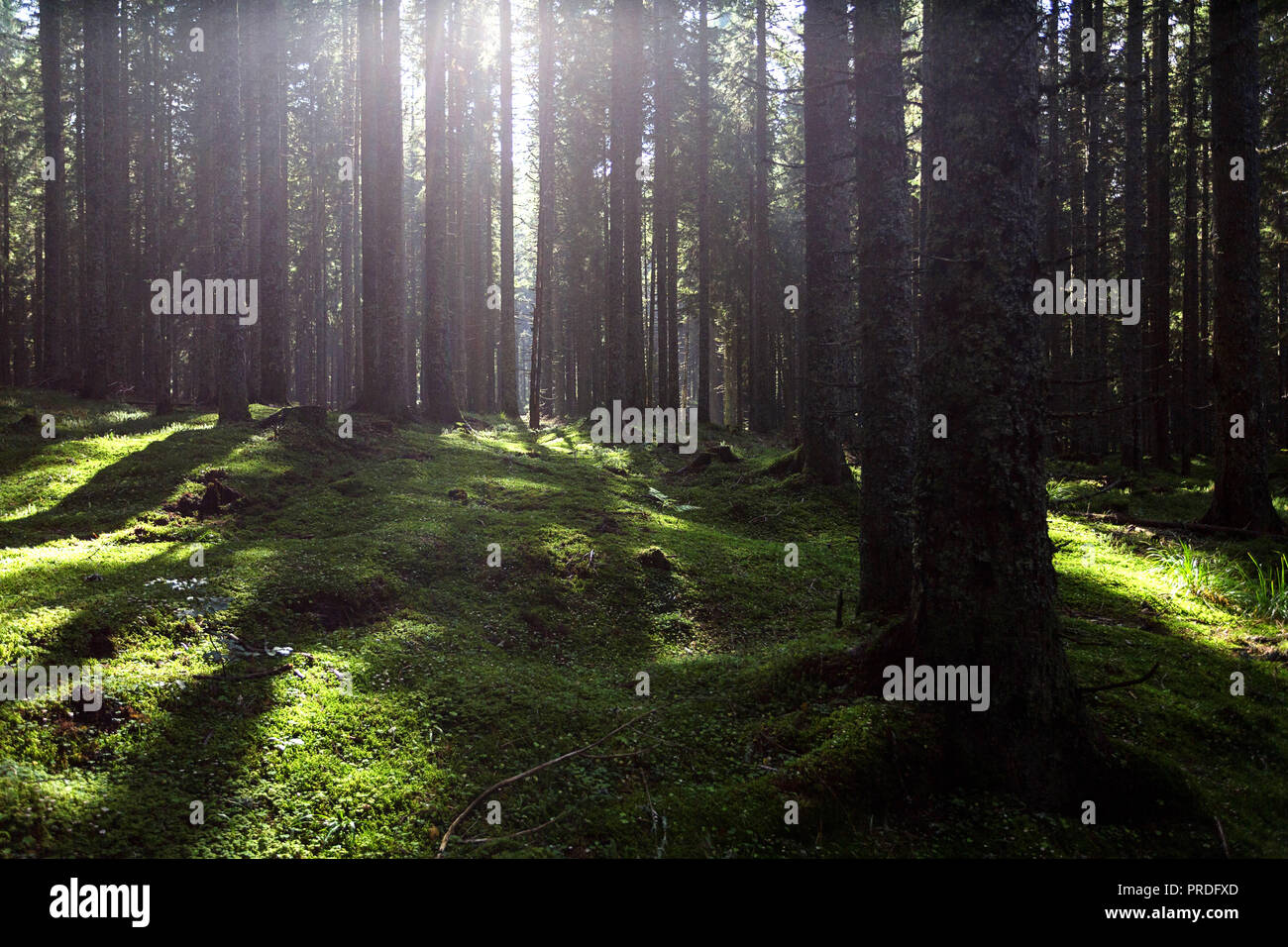 Dämmerung Licht scheint durch den Nebel in Pine Tree Woodland Stockfoto