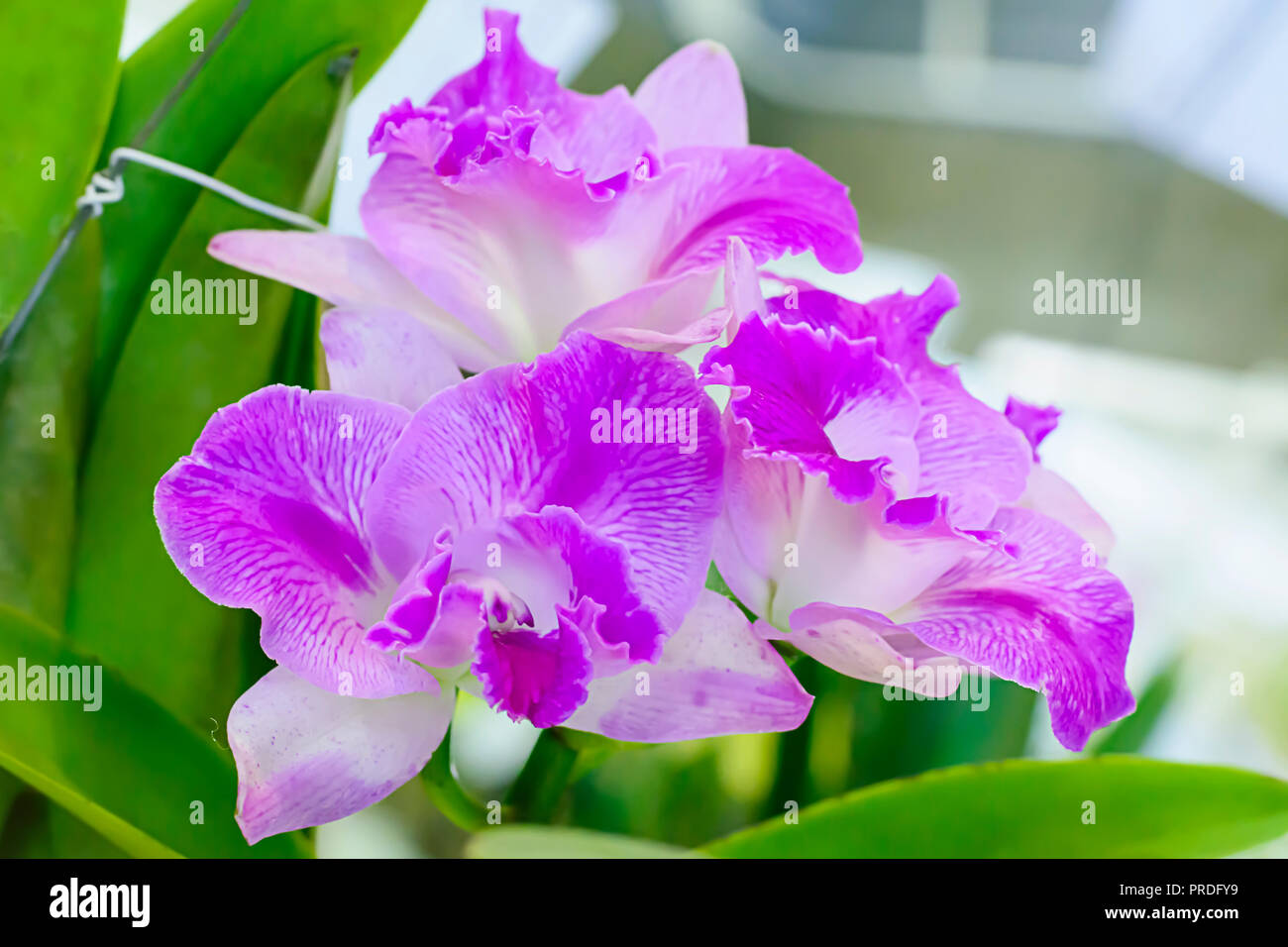 Cattleya ist eine Gattung von 113 Arten von Orchideen aus Costa Rica und den Antillen Süd nach Argentinien. Stockfoto