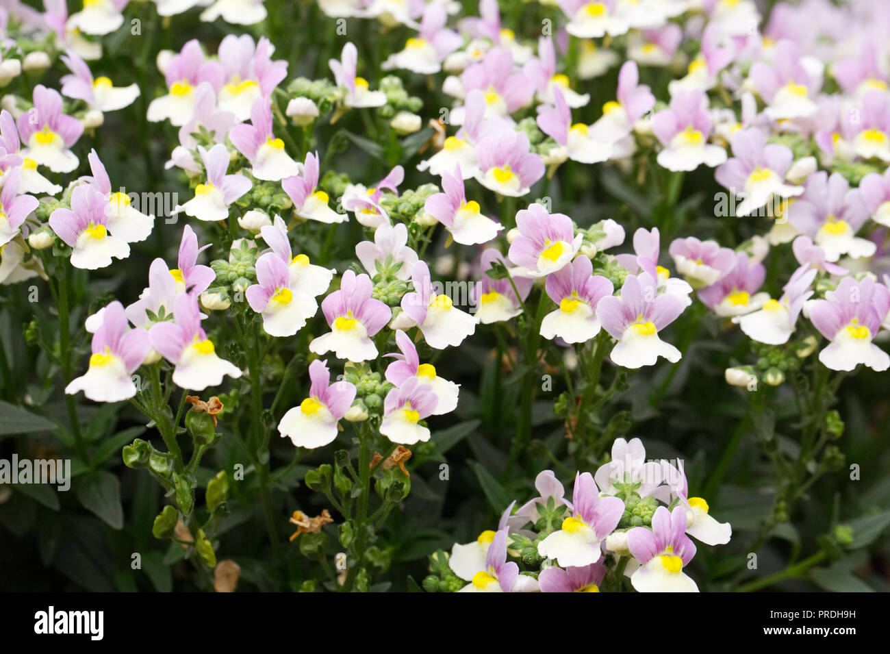 Nemesia 'Ostern Mütze' Blumen. Stockfoto