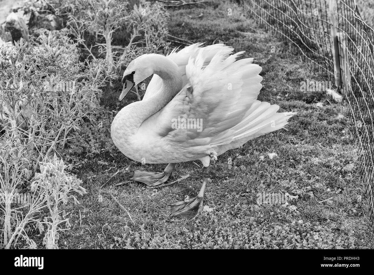 Wildlife Szene mit einer schönen weißen gefiederten Swan Bird in natürlicher Umgebung Stockfoto