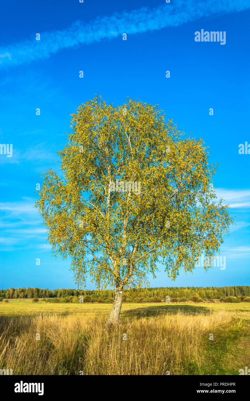 Schöne Landschaft mit einem einsamen Birke im Feld an einem sonnigen Herbsttag. Stockfoto