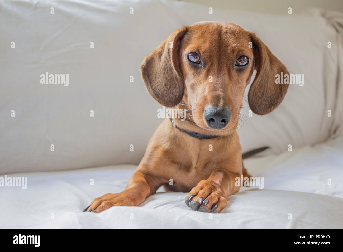 Schöne dackel Welpen bei Ihnen in den weißen Hintergrund starren Stockfoto