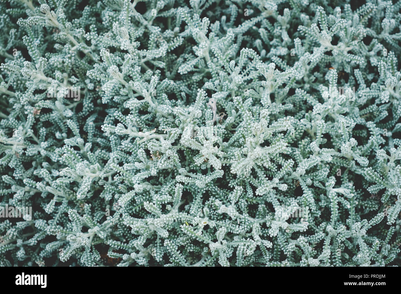 Curry Pflanze Makro - Helichrysum italicum im Kräutergarten Stockfoto