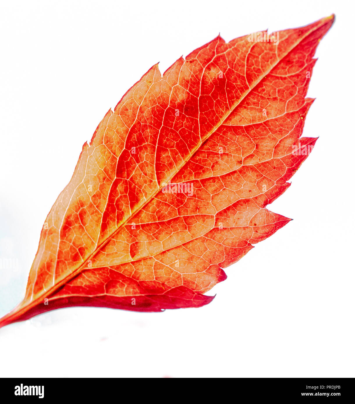 Eine einzelne Herbst Blatt auf einem weißen Hintergrund. Stockfoto