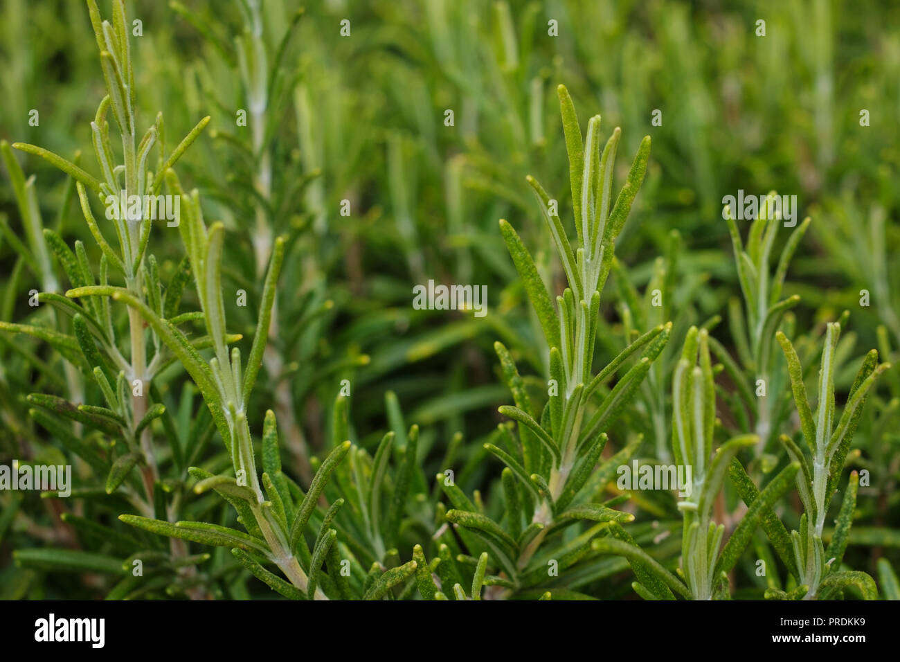 Frischem Rosmarin Pflanze im Kräutergarten wächst - Stockfoto