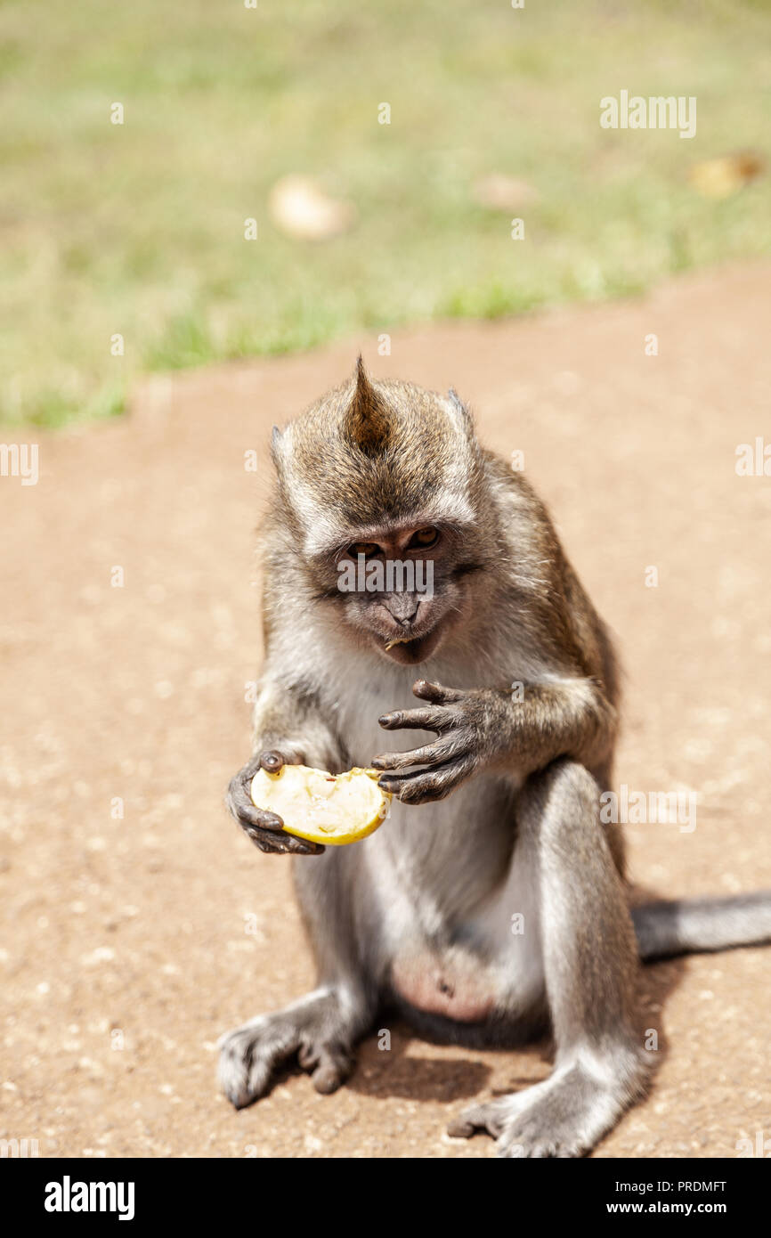 Macaque Affen im Black River Gorges Aussichtspunkt, Mauritius Stockfoto