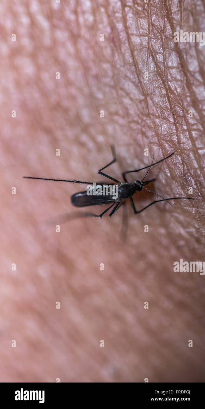 Mosquito auf die menschliche Haut Stockfoto