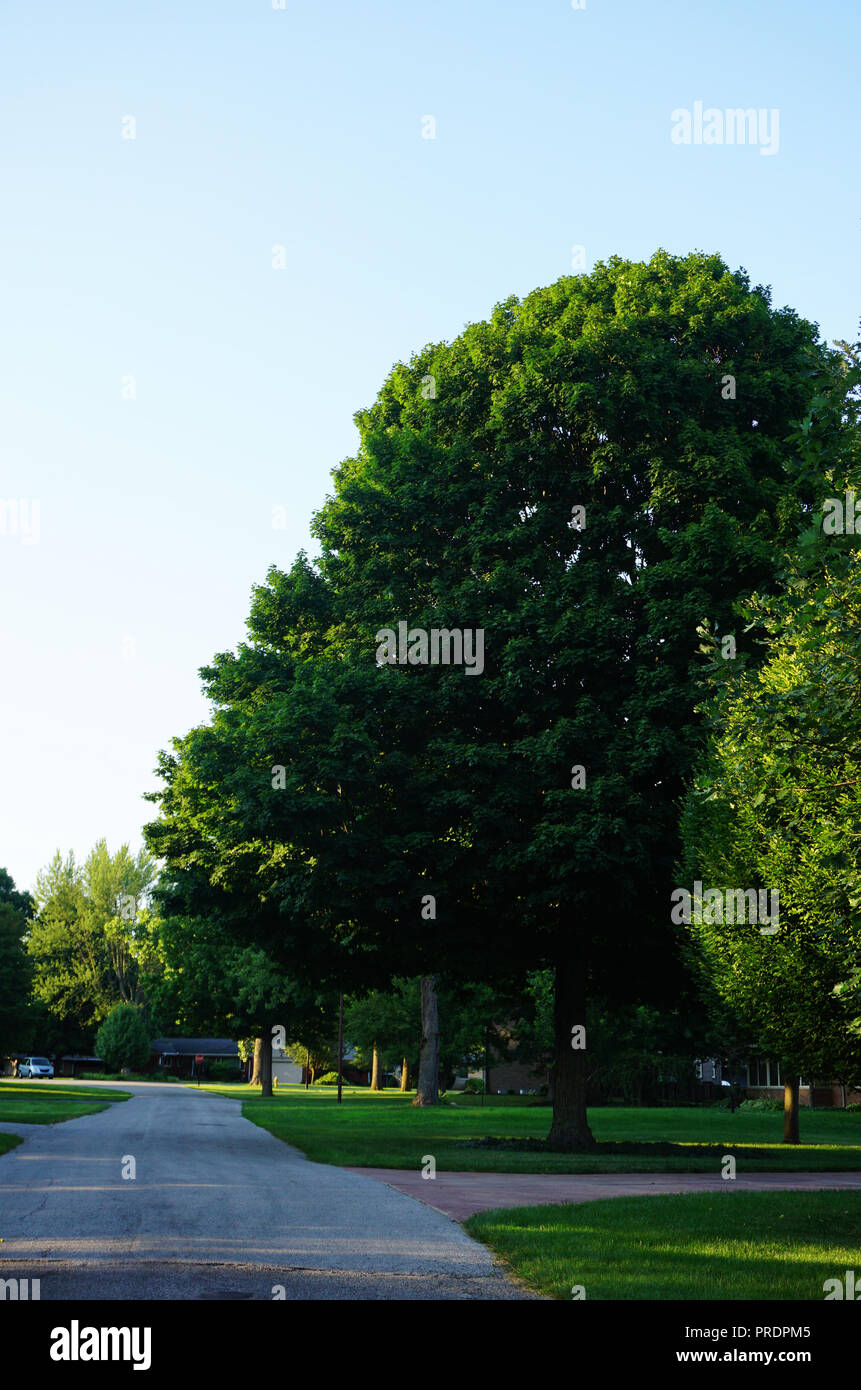 Grüne Bäume und Villege Straße, einer kleinen Stadt. Frankfort Straßen der Stadt. Indiana Zustand. Stockfoto