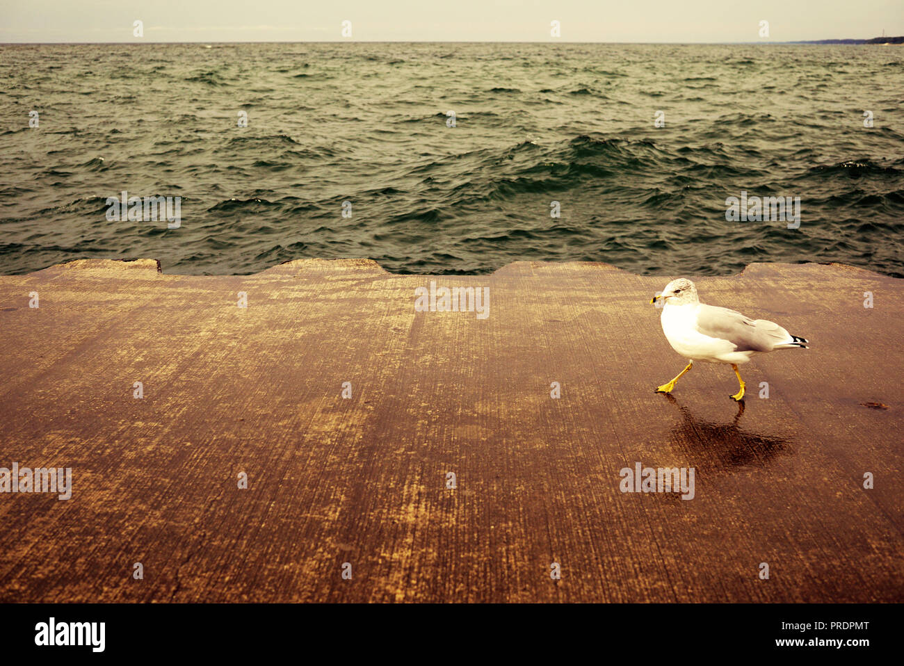 Die Möwe ist entlang der Pier an einem regnerischen Tag. Der Vogel Spaziergänge durch und sieht in den Rahmen der Kamera. Die Wildbird lustige Spaziergänge über die konkreten Co Stockfoto