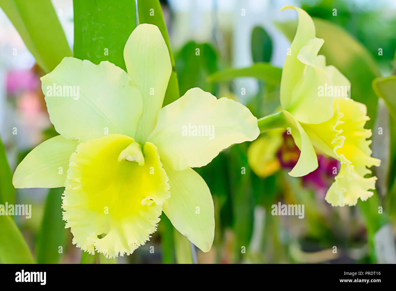 Cattleya ist eine Gattung von 113 Arten von Orchideen aus Costa Rica und den Antillen Süd nach Argentinien. Stockfoto