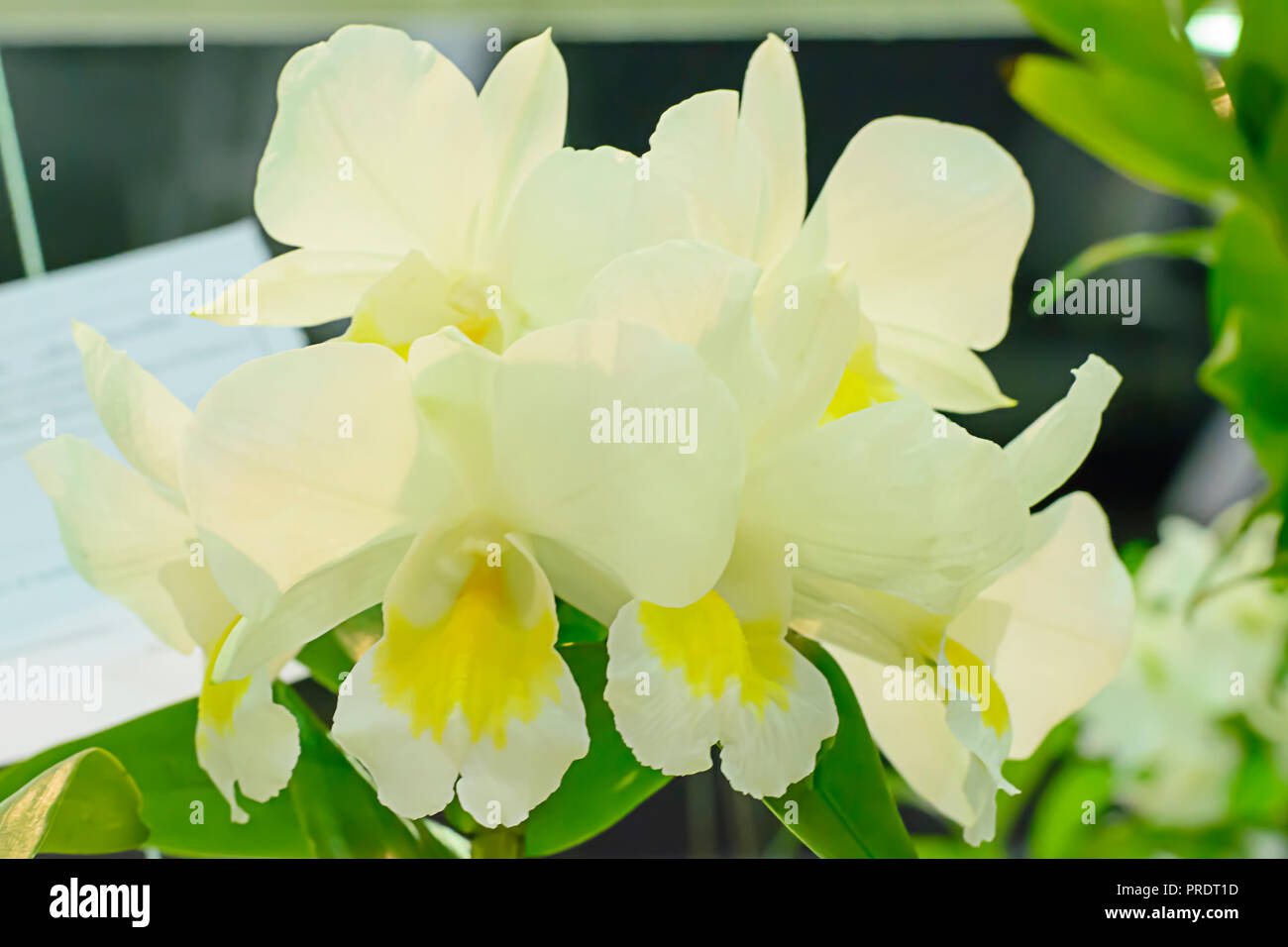 Cattleya ist eine Gattung von 113 Arten von Orchideen aus Costa Rica und den Antillen Süd nach Argentinien. Stockfoto