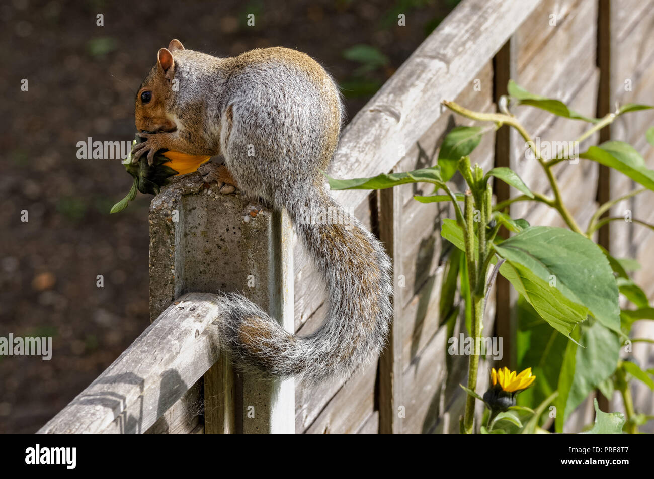 Eichhörnchen essen Sonnenblume im Garten Stockfoto