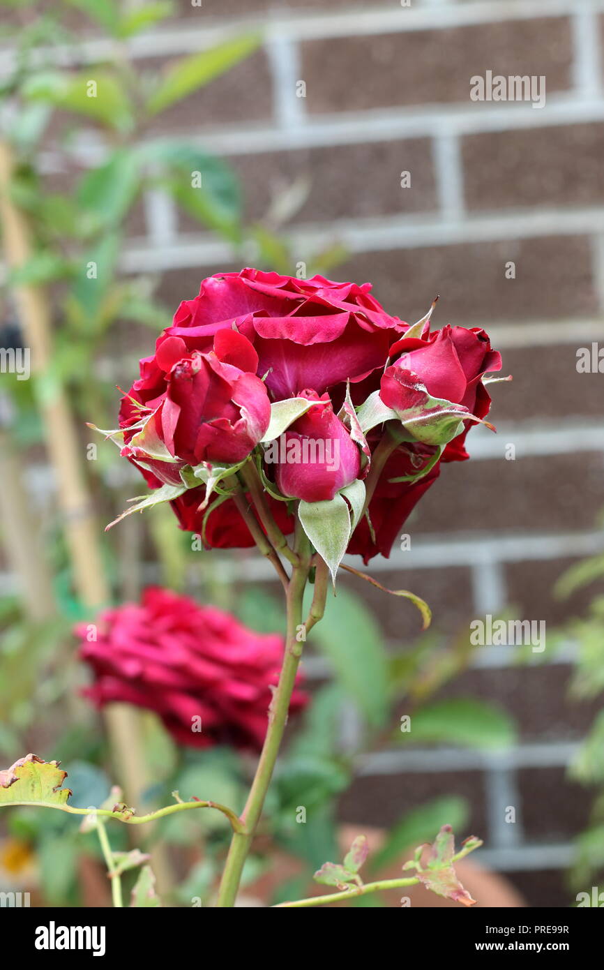 Nahaufnahme von roten Rosen in voller Blüte Stockfoto