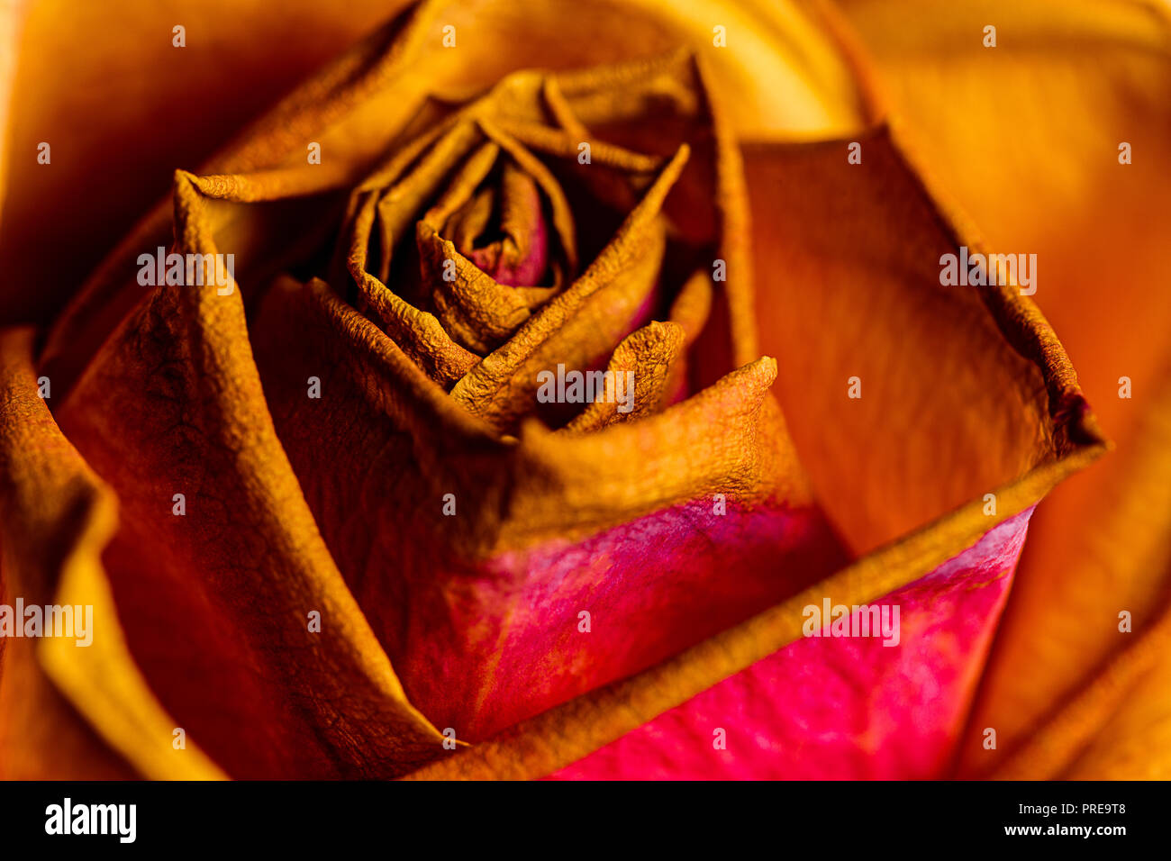 Eine Nahaufnahme von einem schönen Welken fallen Farbige Rose in einem Trocknen fallen Bouquet. Gedämpften Braun, Orangen und Grünen sind lebendig und Emotionen wecken. Stockfoto