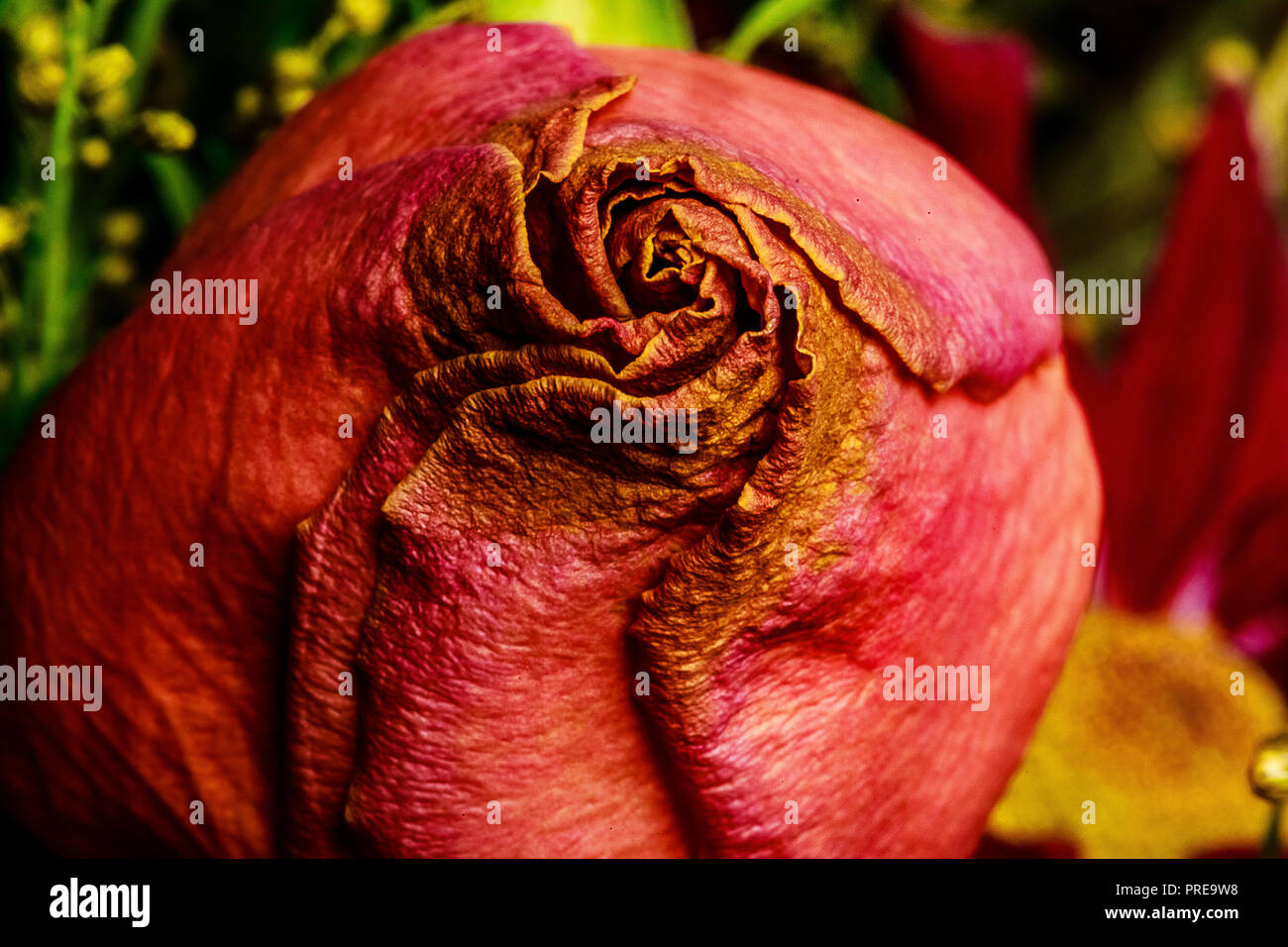 Eine Nahaufnahme von einem schönen Welken fallen Farbige Rose in einem Trocknen fallen Bouquet. Gedämpften Braun, Orangen und Grünen sind lebendig und Emotionen wecken. Stockfoto