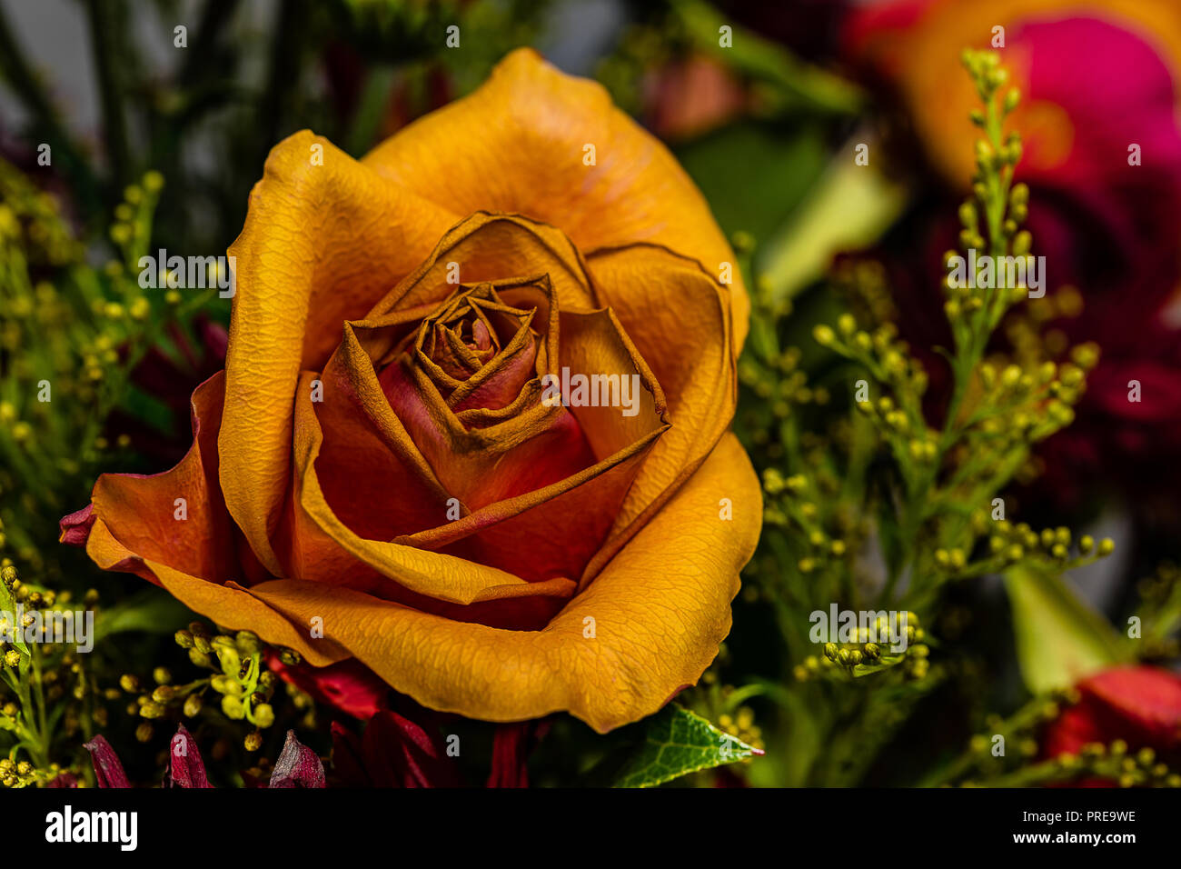 Eine Nahaufnahme von einem schönen Welken fallen Farbige Rose in einem Trocknen fallen Bouquet. Gedämpften Braun, Orangen und Grünen sind lebendig und Emotionen wecken. Stockfoto