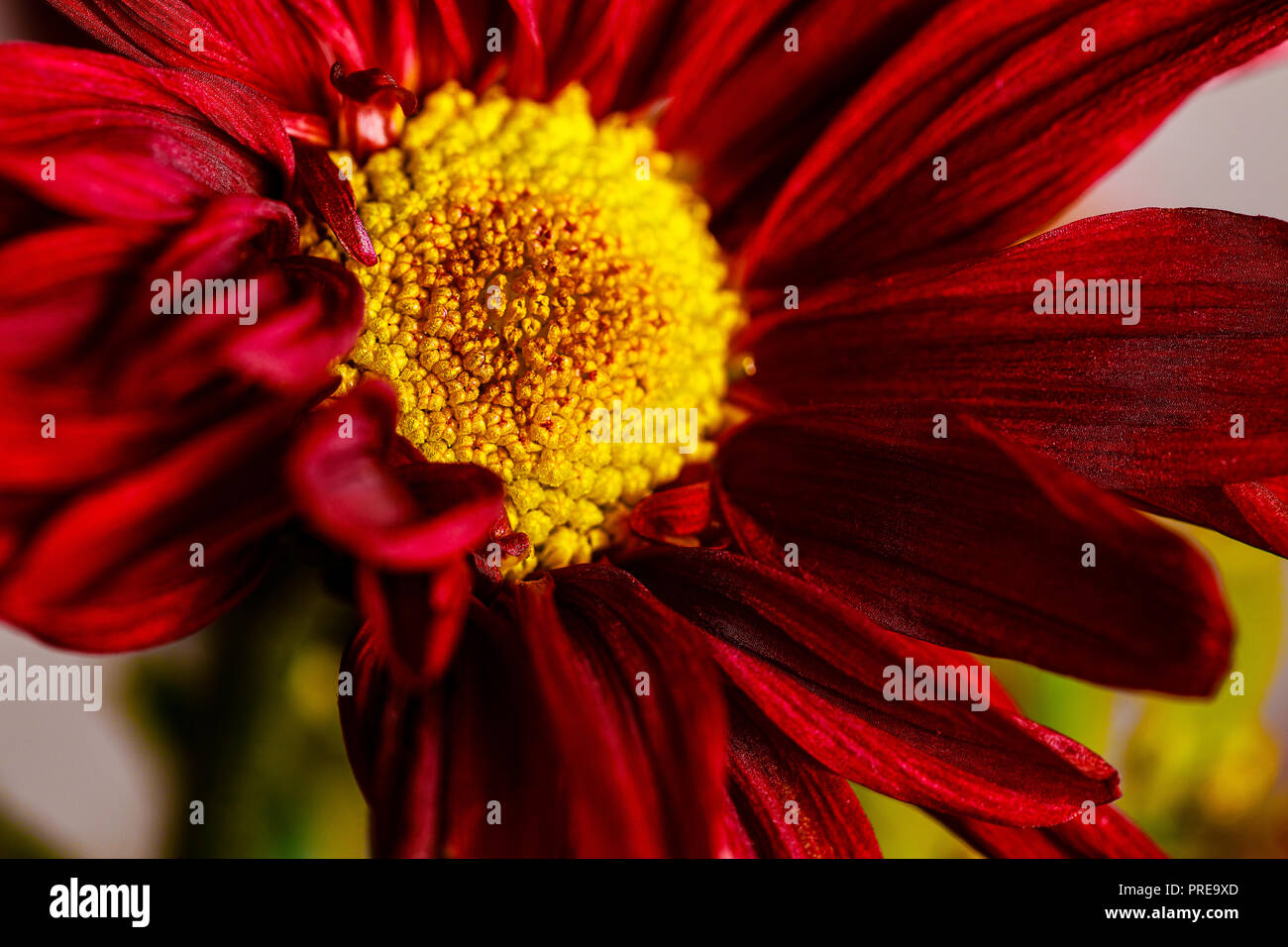 Eine Nahaufnahme von einem schönen Welken Fallen farbigen Blumenstrauß gedämpften Braun, Orangen und Grünen Trocknung sind lebendig und Emotionen wecken. Stockfoto