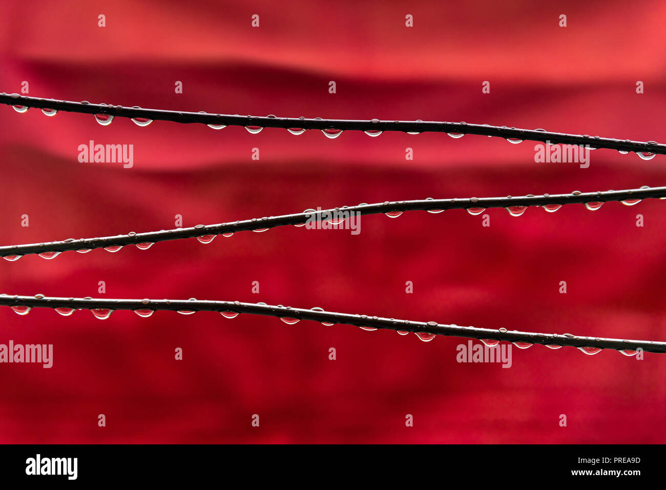 Regentropfen auf dem Kabel mit rotem Hintergrund Stockfoto