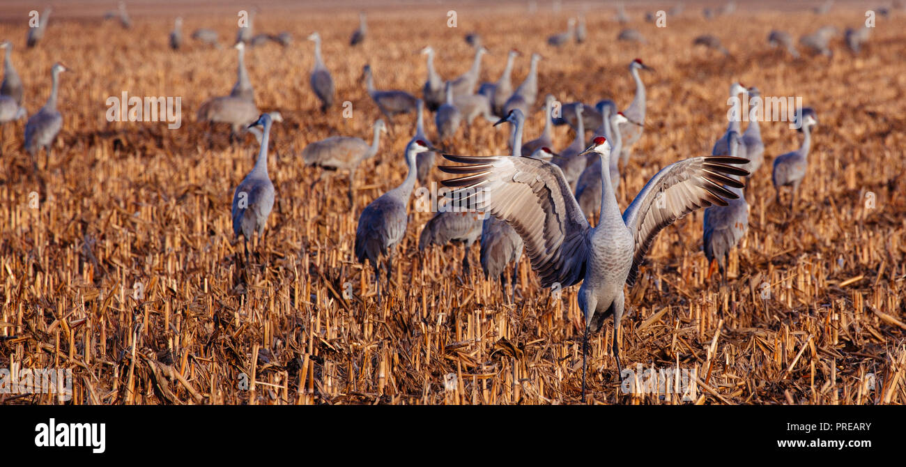 Ein Sandhill Crane streckt seine Flügel heraus, während der Rest der Herde sucht nach Essen auf einem abgeernteten Feld von Mais. Stockfoto