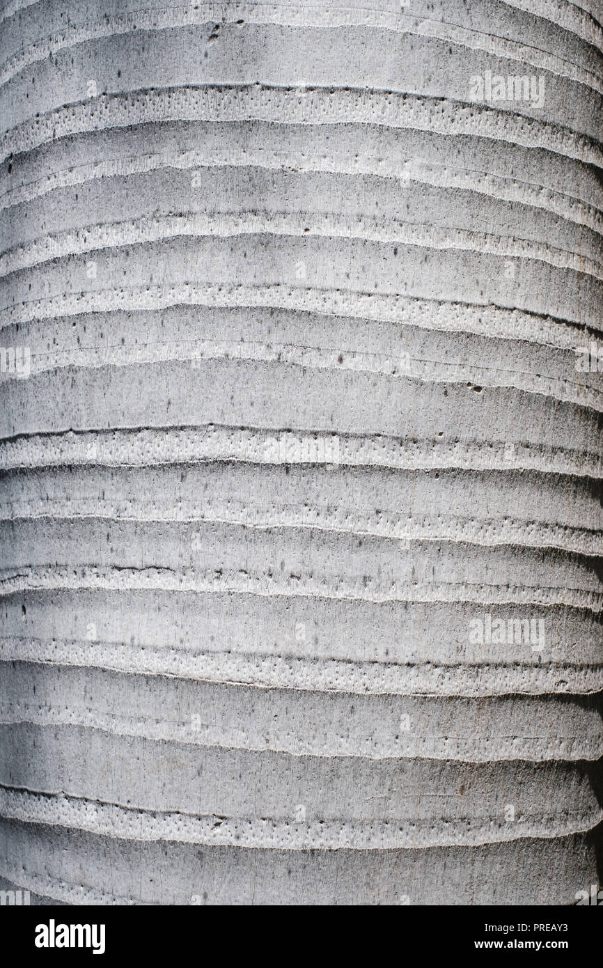 Royal Palm Tree Trunk closeup - (roystonea Regia) Stockfoto