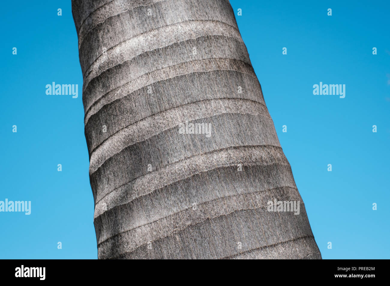 Royal Palm Tree Trunk closeup auf blauen Himmel Hintergrund - Stockfoto