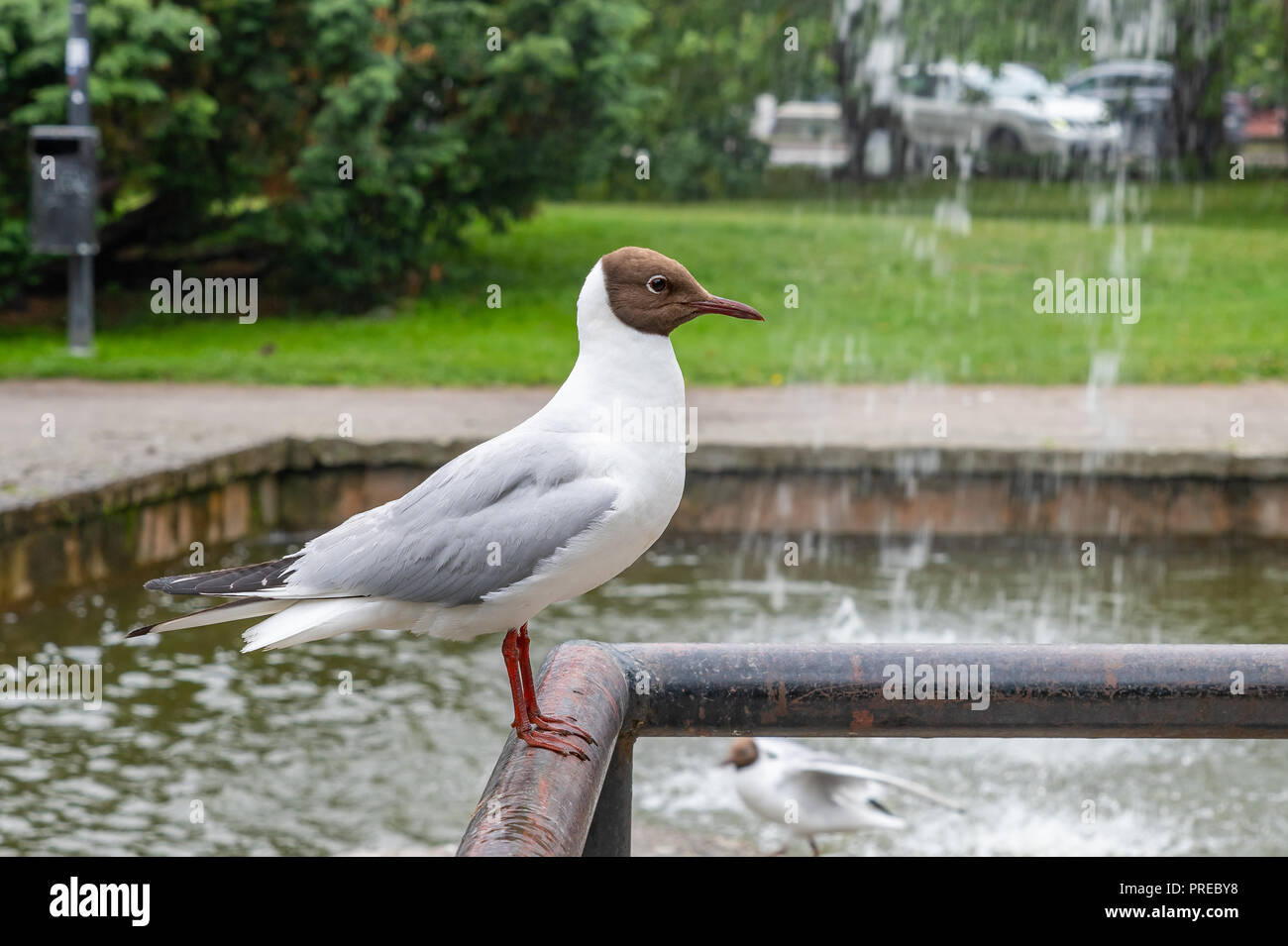 Die lachmöwe ist eine kleine Möwe, die Rassen in Europa und Asien, und auch in den Osten Kanadas. Stockfoto