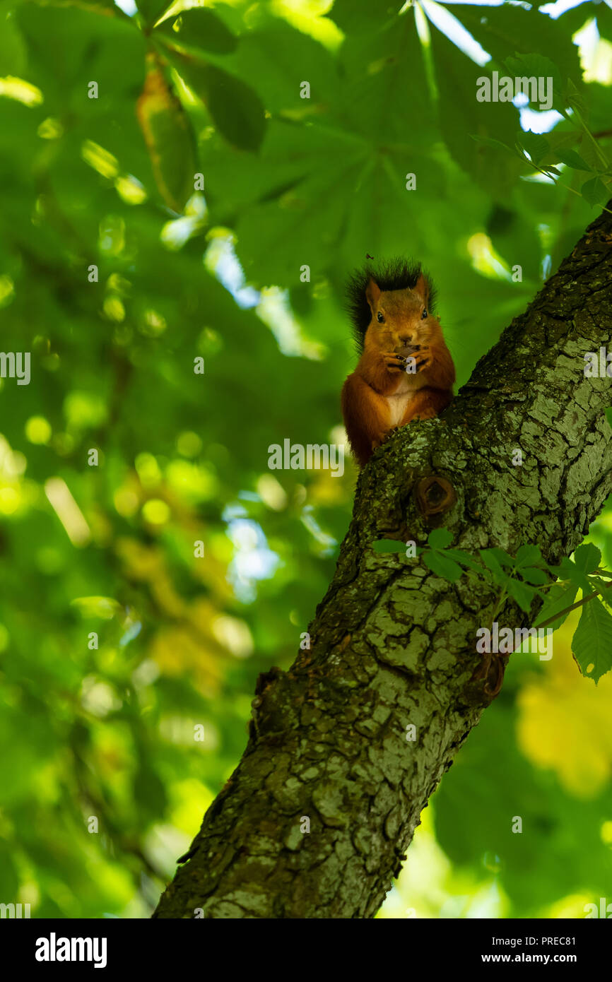 Ein Eichhörnchen mit schwarzen Schwanz ernähren sich von Pflanzen Samen am Baum Stockfoto
