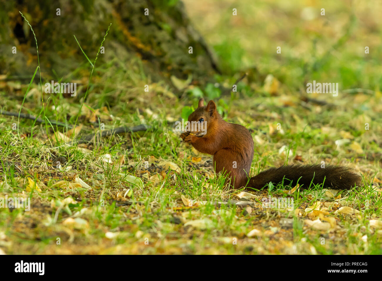 Ein Eichhörnchen mit schwarzen Schwanz ernähren sich von Pflanzen Samen im Park Stockfoto