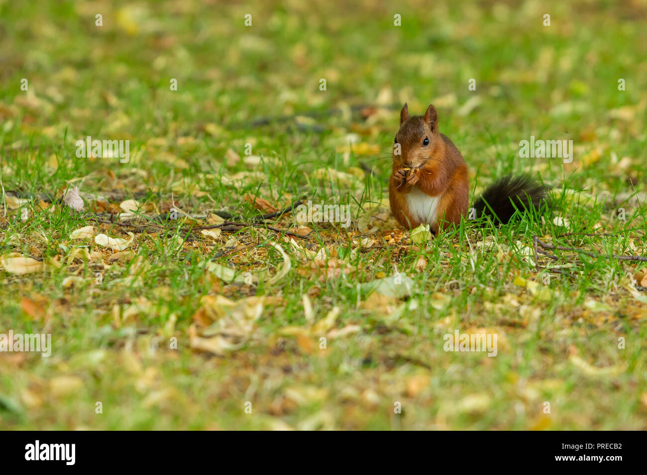 Ein Eichhörnchen mit schwarzen Schwanz ernähren sich von Pflanzen Samen im Park Stockfoto