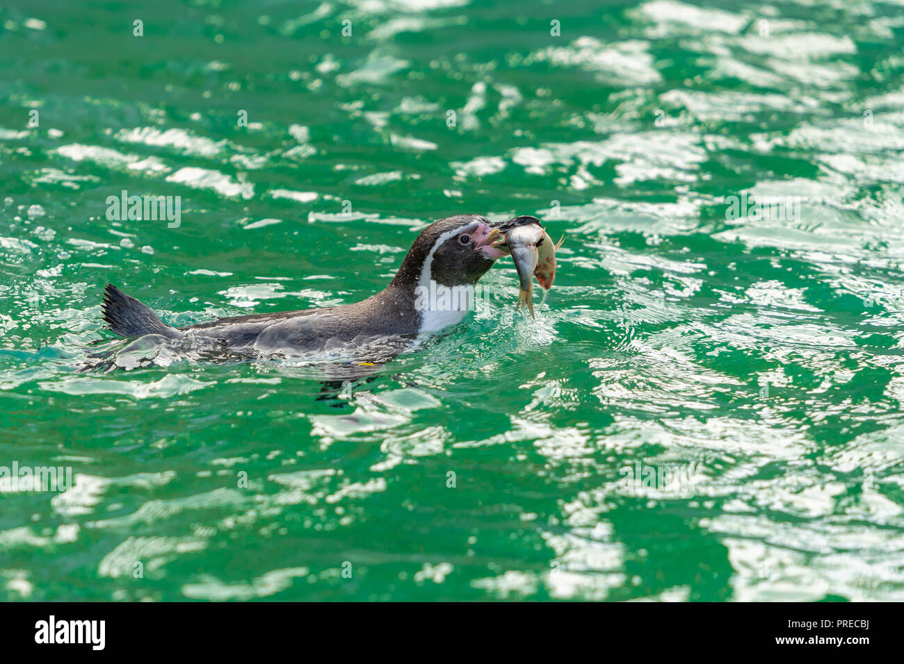 Die Galápagos-Pinguine ernähren sich von Fisch als Ihre Basis Diät Stockfoto