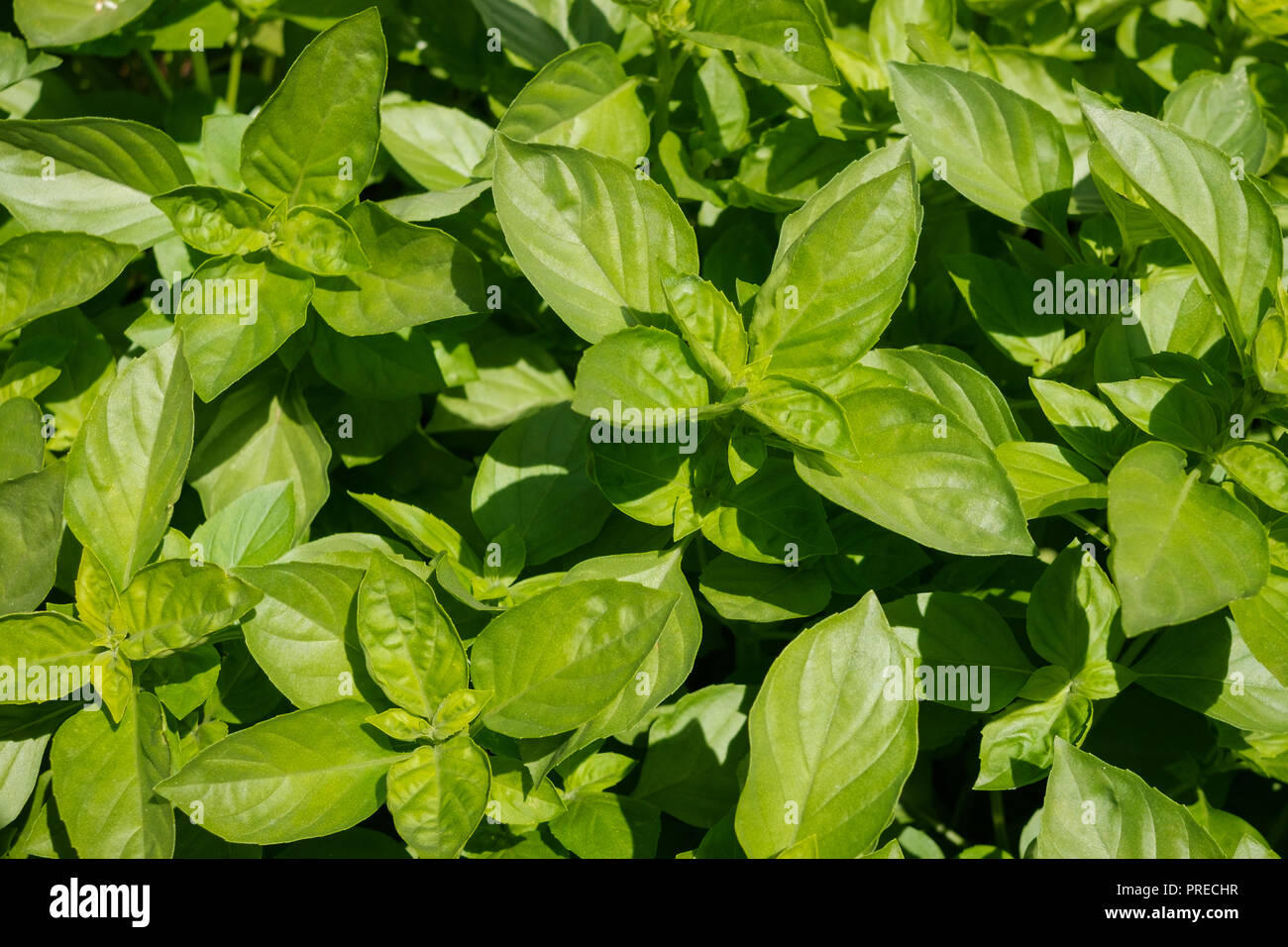 Basilikum Pflanze, frisches Basilikum Pflanzen im Garten, Stockfoto