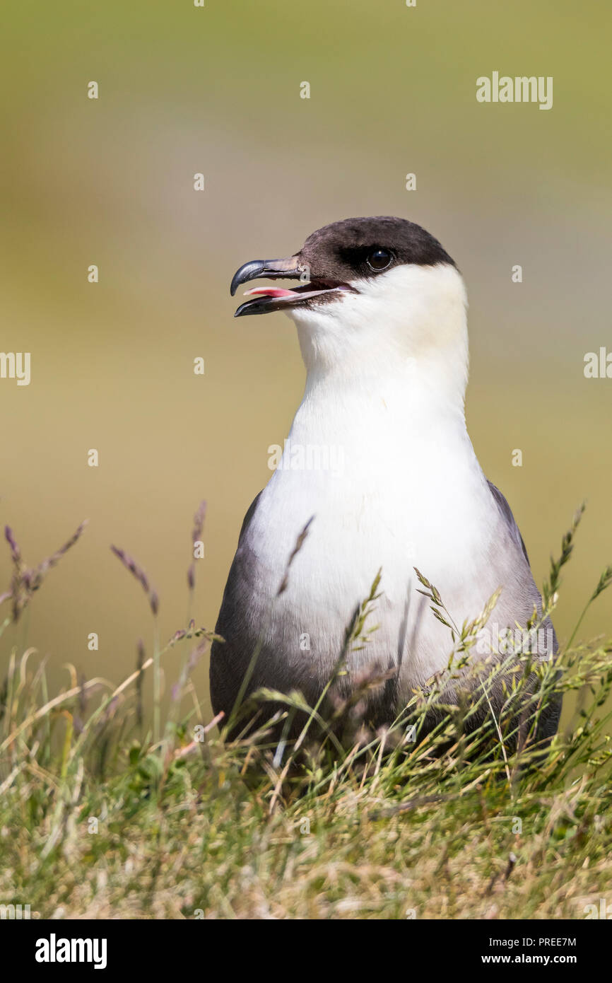Long-tailed Skua Stockfoto