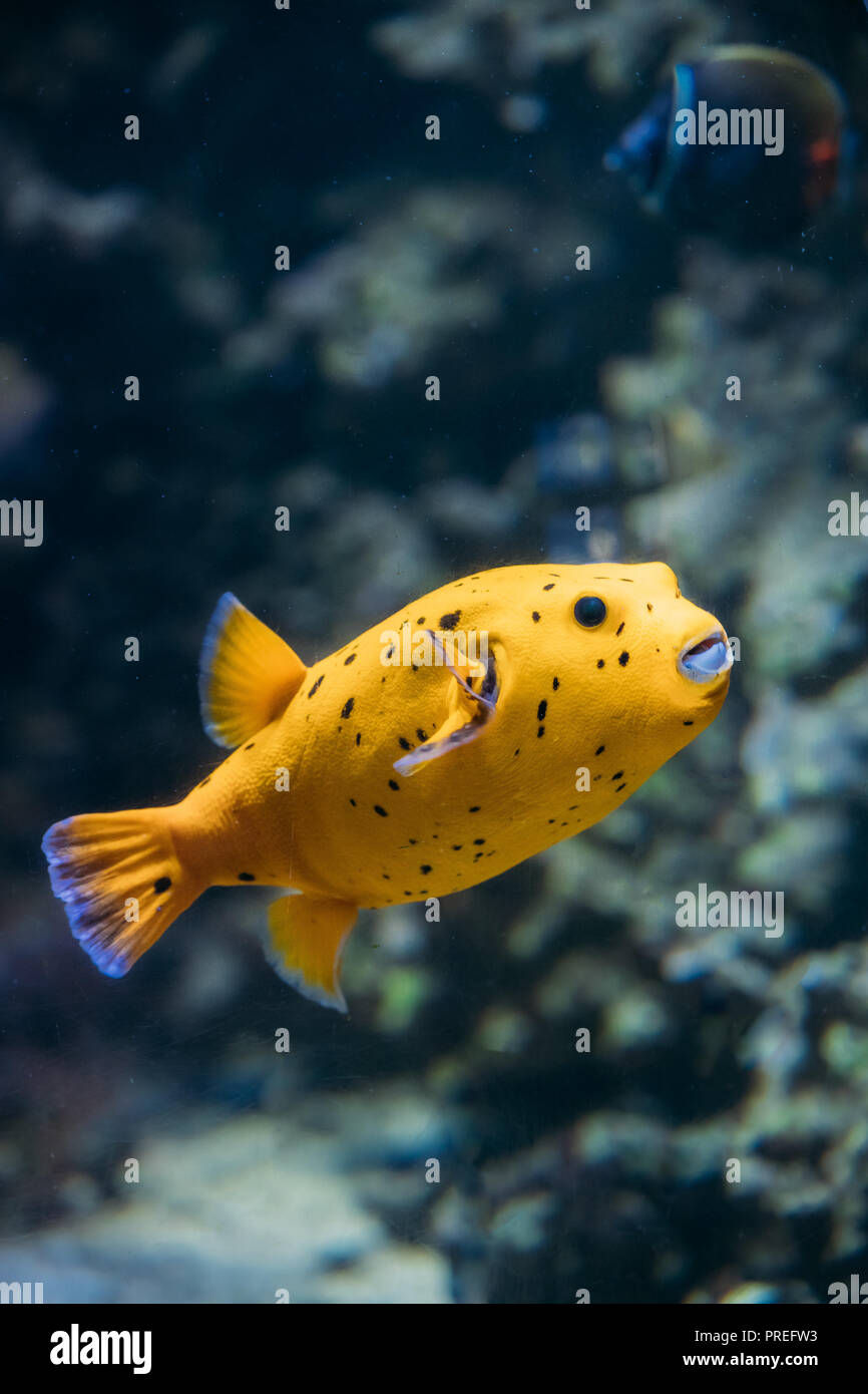 Gelbe Blackspotted Puffer oder Hund - gegenübergestellt Kugelfisch Arothron Nigropunctatus schwimmen im Wasser. Wenn nicht ordnungsgemäß vorbereitet, Toxin gefunden In Kugelfische-T Stockfoto