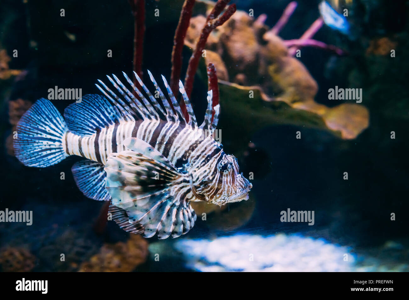 Red Rotfeuerfisch Pterois volitans ist giftiger Korallenriff Fische schwimmen im Aquarium. Eine Der Giftigsten Fische im Meer. Stockfoto