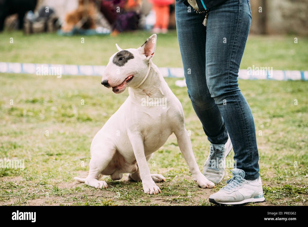 White English Bull Terrier Bullterrier in der Nähe von Frau Fuß im grünen Gras. Stockfoto