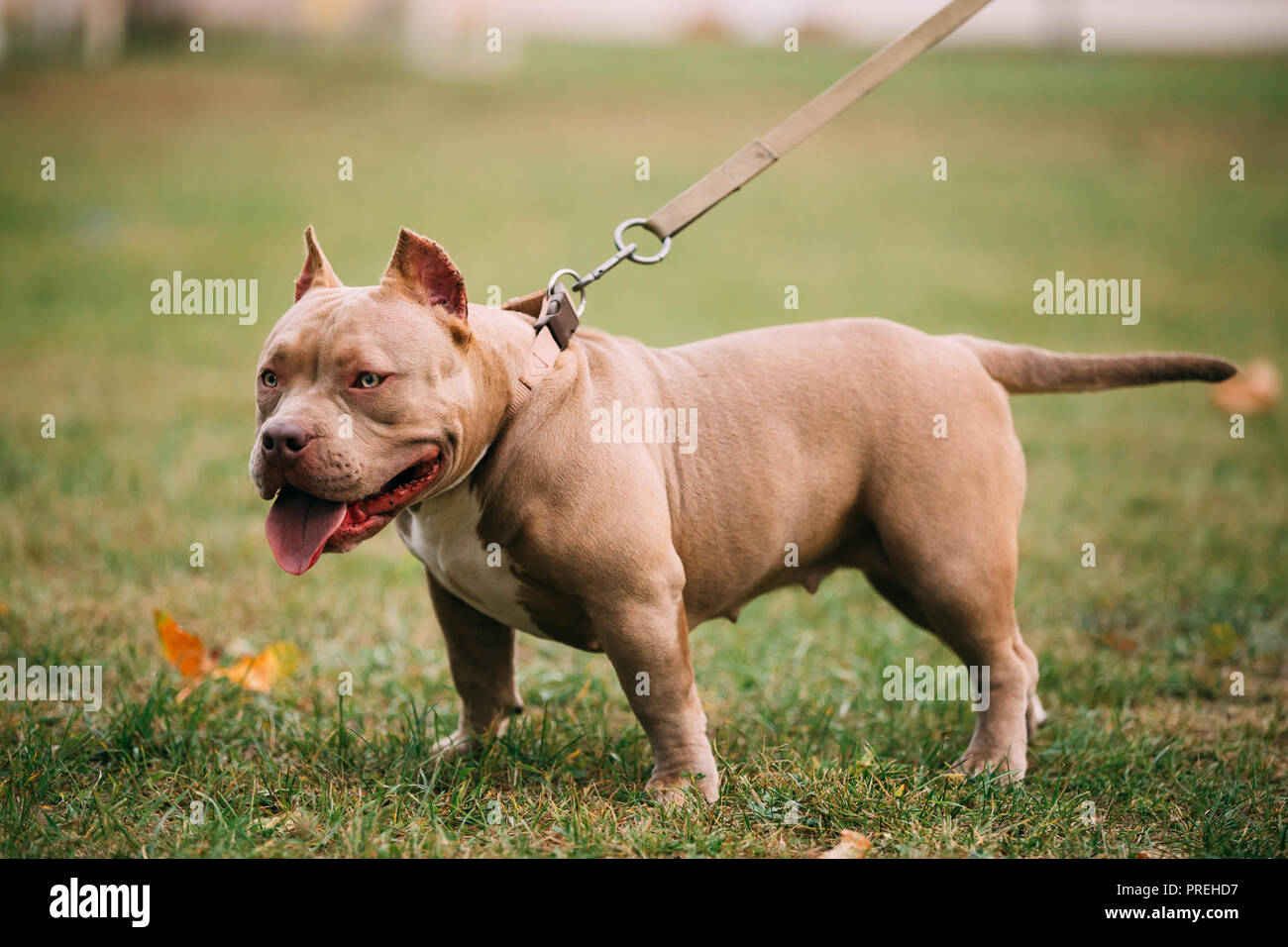 Amerikanische Bulldogge Hund Im Freien Auf Grunem Gras Stockfotografie Alamy