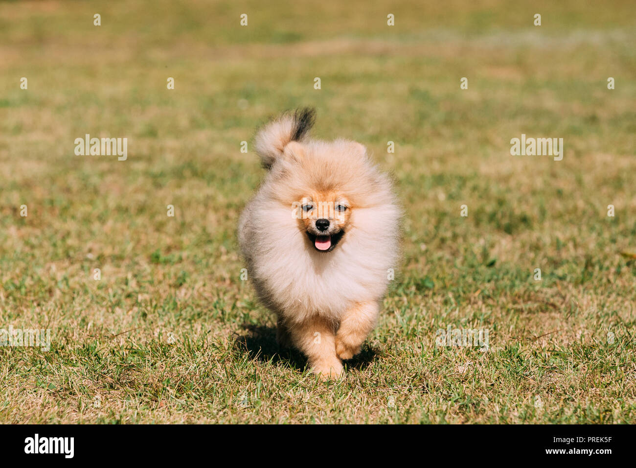 Junge gerne weiße Welpen Pomeranian Spitz Welpe Hund laufen Outdoor im grünen Gras. Stockfoto