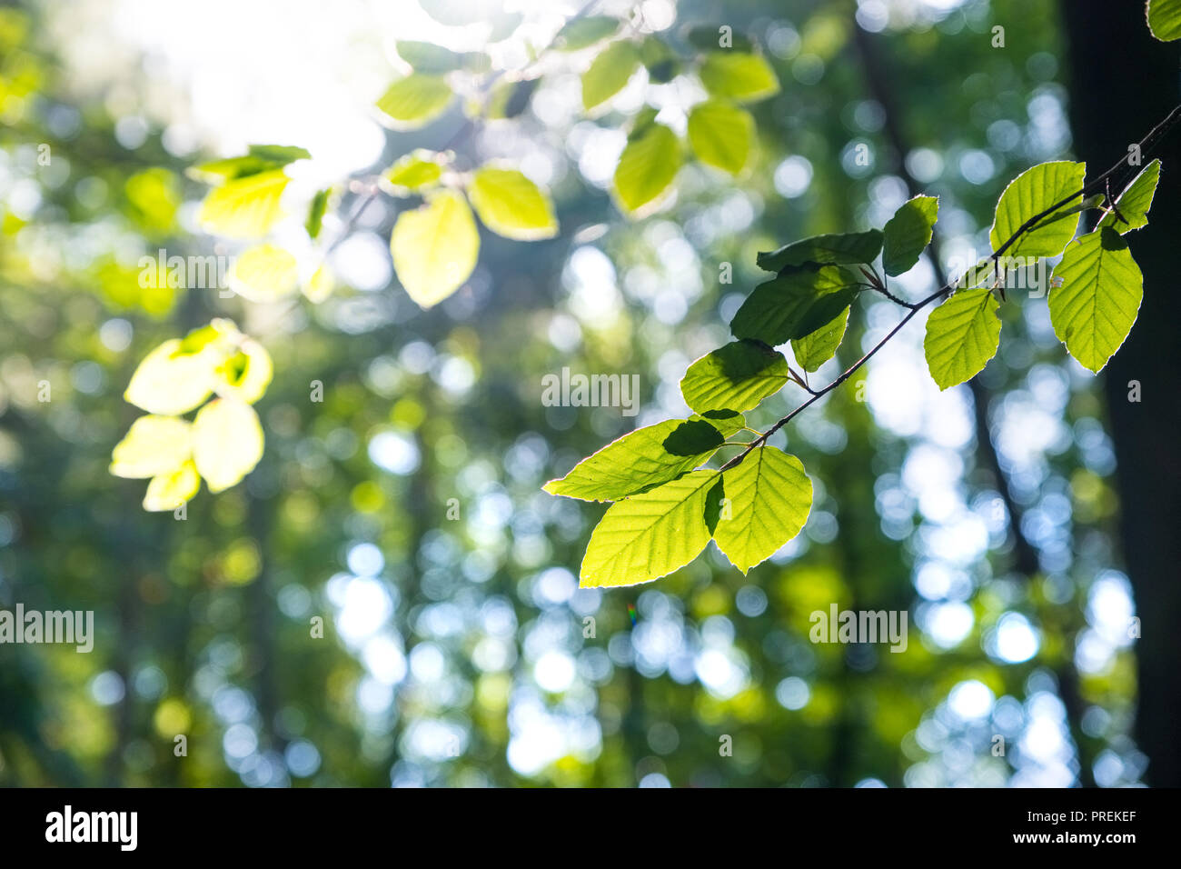 Dappled Sonnenlicht durch Blätter und Zweige von Peak District Wald kommenden Stockfoto
