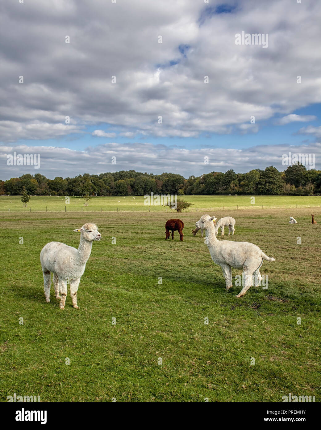 Alpaka Farm in Sussex Stockfoto
