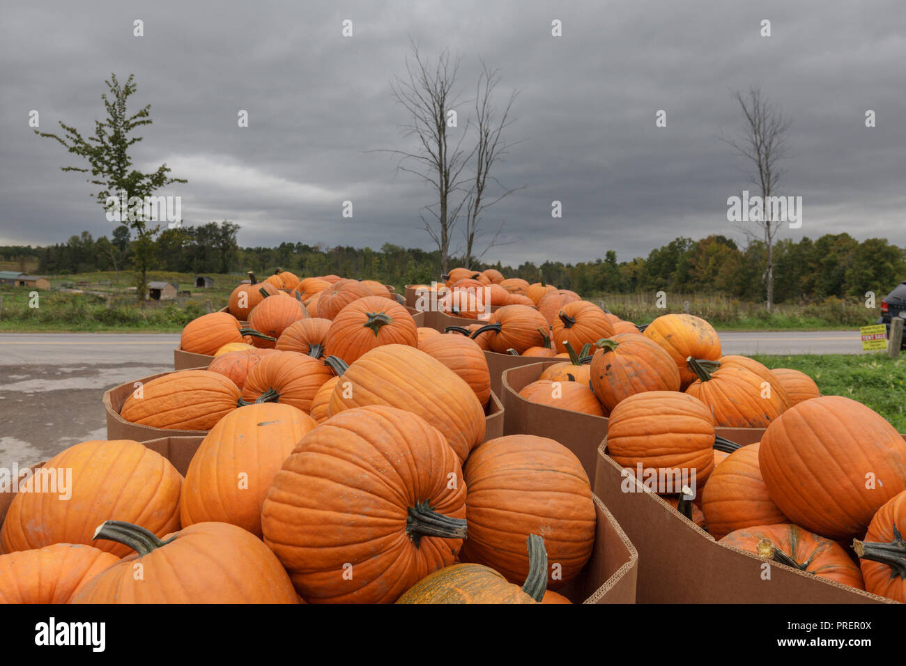 Minden, Mohawk Valley, New York State: Herbst Ernte Kürbisse sind in von den Meilen herum für die Vorderachs-verankerungsösen Fordsbush farm Auktion produzieren. Stockfoto