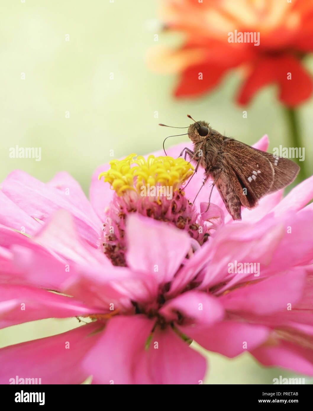 Butterfly & Flower Stockfoto