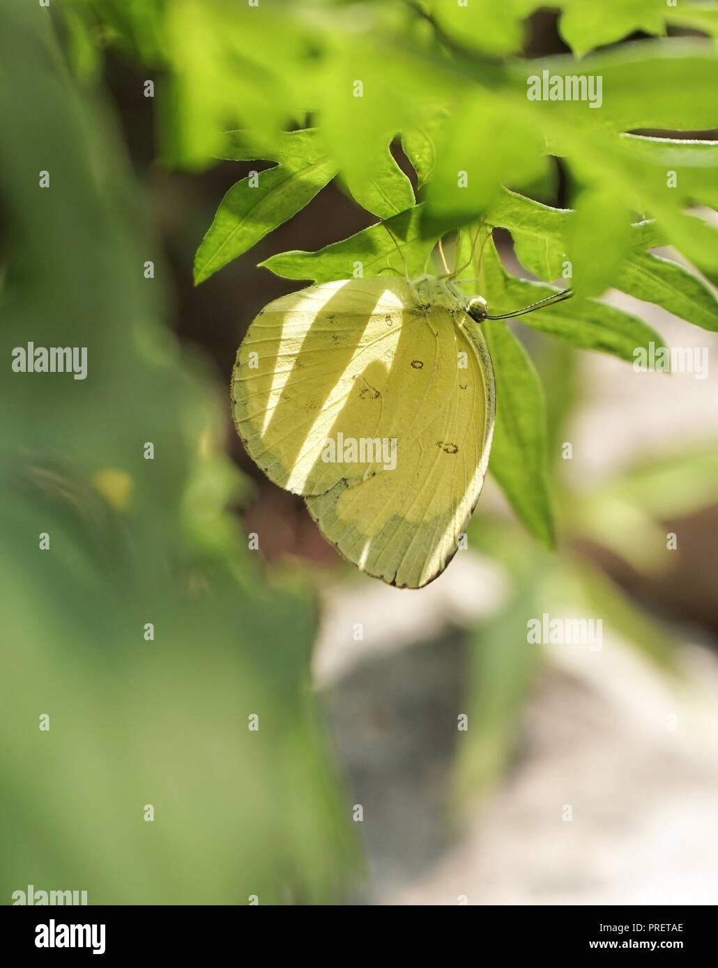 Unter der Blätter & Morgensonne Stockfoto