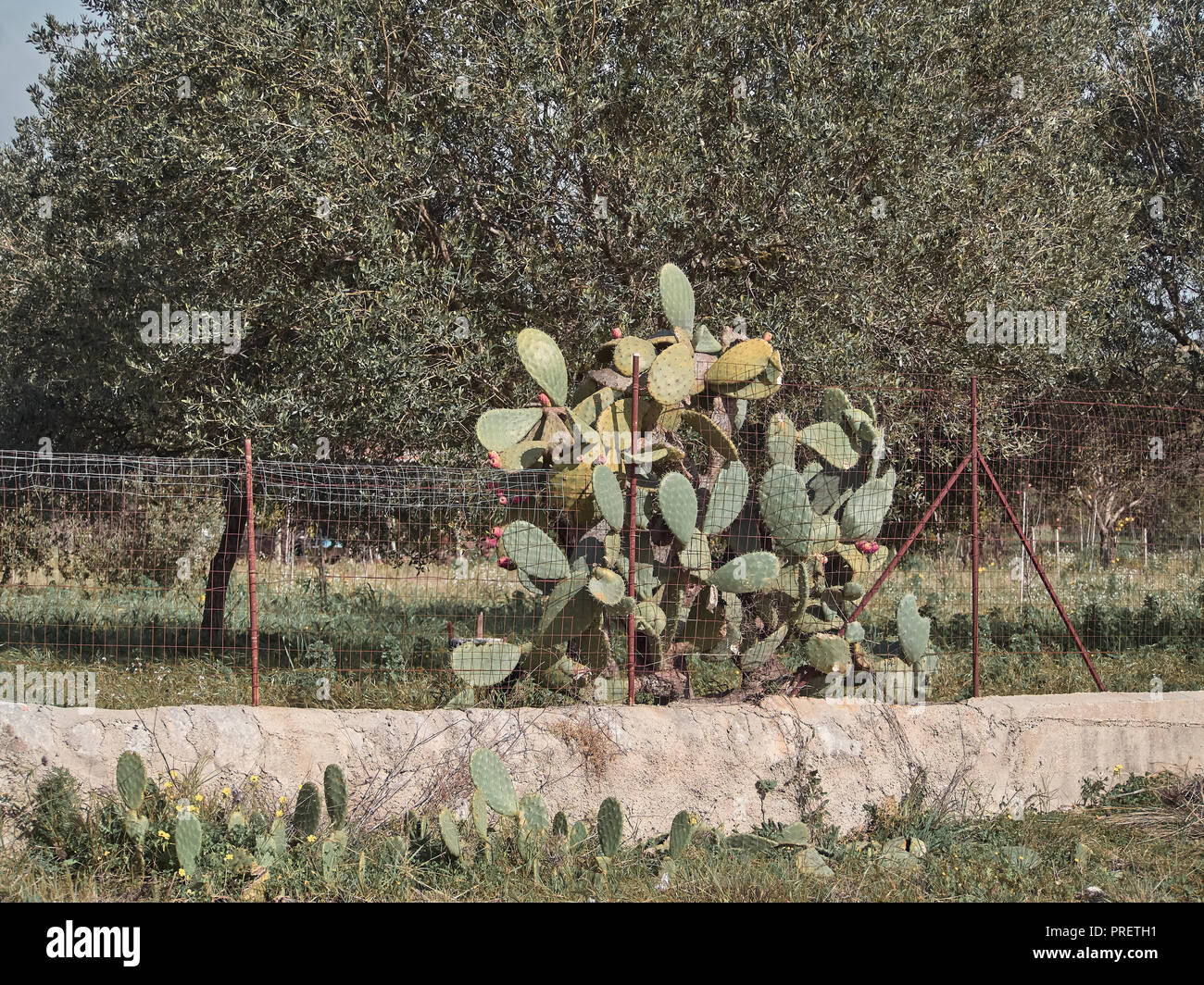 Schuß eines ländlichen Ort, mit Oliven- und Kaktusfeige Bäume Stockfoto