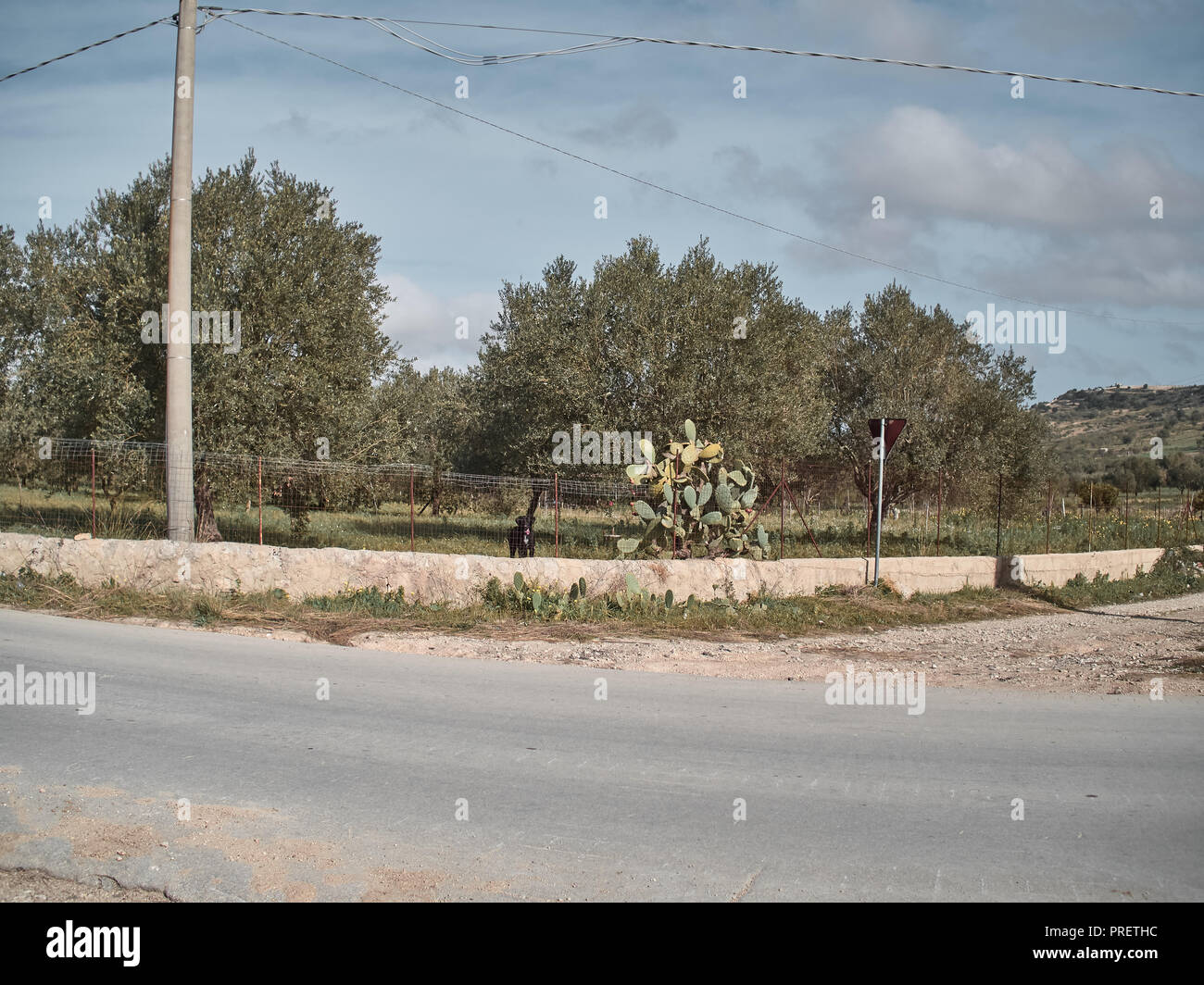 Schuß eines ländlichen Ort, mit Oliven- und Kaktusfeige Bäume Stockfoto