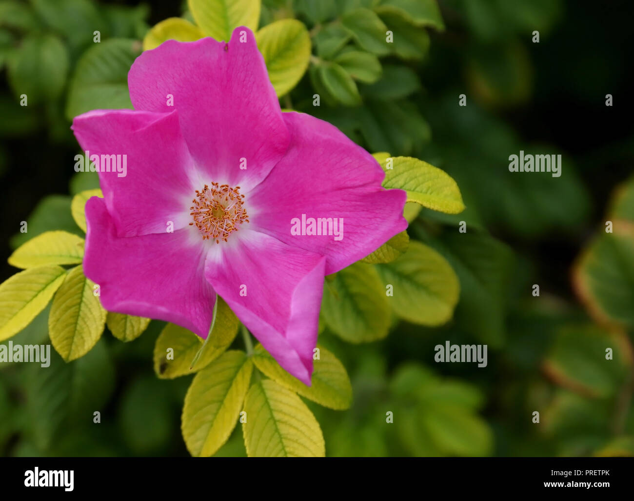 Strand rose voll in einem Garten blühte im Freien Stockfoto