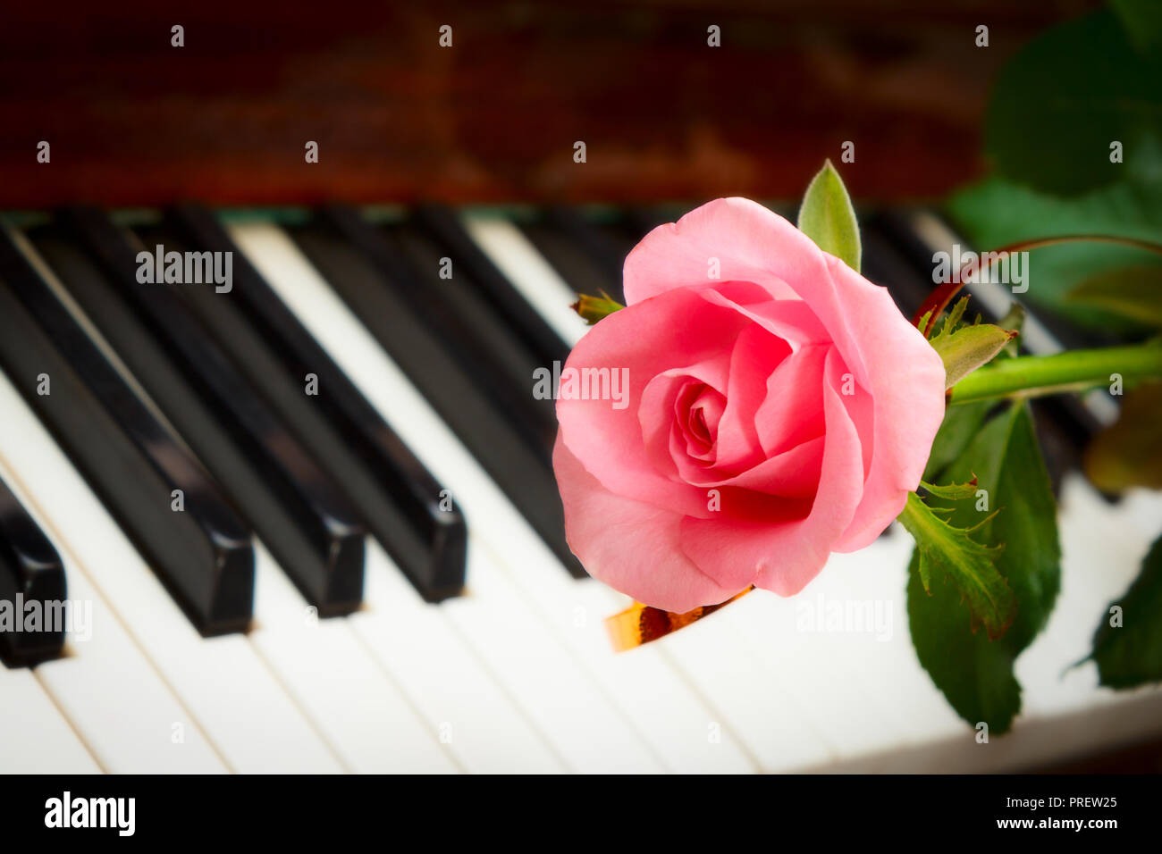 Rose blossom on keyboard piano -Fotos und -Bildmaterial in hoher Auflösung  – Alamy