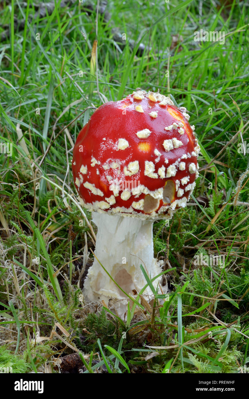 Amanita muscaria (fly Agaric) ist ein Pilz aus Nadel- und Laubwälder und im gesamten nördlichen gemäßigten und borealen Regionen gefunden. Stockfoto
